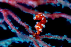 The elusive Santa Claus pygmy seahorse! by Stephanie Doniger 